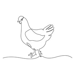 Hen in continuous line art drawing style. Chicken minimalist black linear design isolated on white background, One continuous line drawing of a hen.one line drawing of a broiler.