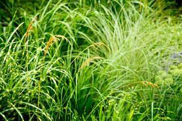 Erianthus, miscanthus, pennesetum in landscape design. Cereal grasses miscanthus in park landscaping. Landscape design, gardens and parks.  