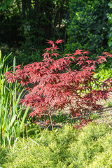 Young red leaves on blurred background of evergreen and aquatic plants. Japanese maple Acer palmatum Atropurpureum grows on banks of beautiful garden pond. Close-up. Nature concept for design..