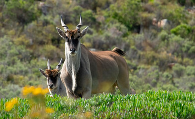 A guarded Cape Eland bull (Taurotragus oryx), De Hoop near Uniondale.