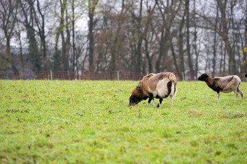 Flock of sheep grazing on meadow near the Swiss Airport Zürich Kloten on an autumn day. Photo taken November 30th, 2024, Zurich, Switzerland.