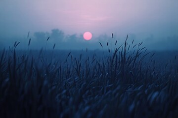 Misty Sunrise over a Field of Grass.