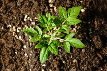 Young green tomato seedling in fertile brown soil.