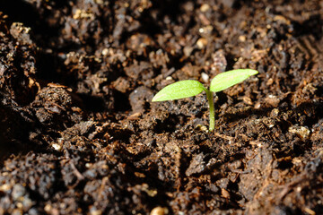 Young green tomato seedling in fertile brown soil.