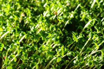 Fresh green watercress sprouts close-up. Growing micro greens for a healthy diet. Vegan food.