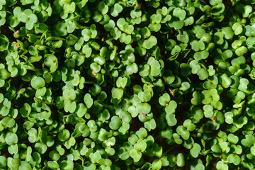 Fresh green broccoli sprouts close-up. Growing micro greens for a healthy diet. Vegan food.