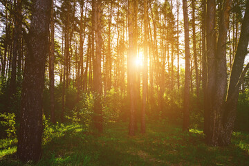 Obraz premium Sunbeams streaming through the pine trees and illuminating the young green foliage on the bushes in the pine forest in spring. Vintage film aesthetic.