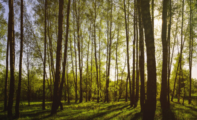 Fototapeta premium Sunset or sunrise in a spring birch forest with bright young foliage glowing in the rays of the sun and shadows. Vintage film aesthetic.