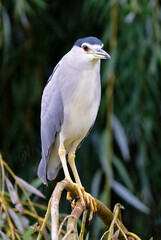 Nachtreiher adult