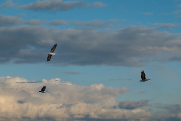 West Africa. Senegal. A small flock of pelicans fly together against the background of clouds and blue sky.
