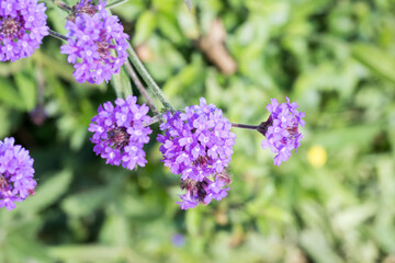 Fototapeta premium Beautiful Slender Vervain (Verbena rigida) flowers.