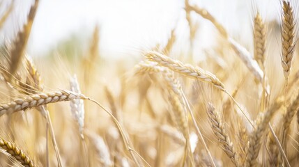Fototapeta premium Close-up of golden wheat ears in a sunlit field, showcasing detailed textures of ripe grains swaying gently in the breeze, representing the beauty of agriculture and nature’s harvest.
