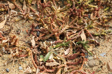 Edithcolea grandis is succulent with leafless stems, many branches, standing and falling. Persian carpet is succulent and native to Africa. The flowers are smelly, emitting a scent to attract insects.