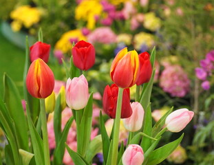 Obraz premium Multicolored tulips blooming in the exhibition room with other brightly colored flowers. It is symbolic winter flower of Holland. Leaves tulipa spp. L. ovate, elongated, Dark orange, light pink 