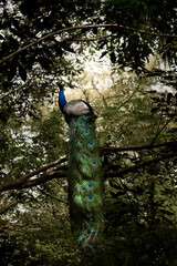 Obraz premium peacock in the woods