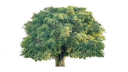 Fototapeta premium Cut out of tree on white background with clipping paths. The detailed structure and lush foliage are highlighted, emphasizing natural beauty and form of trees