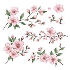 Cherry Blossoms Branch Vector Editable Set