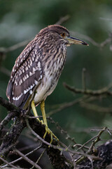 Nachtreiher Jugendform