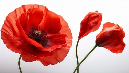 red poppy isolated on white background