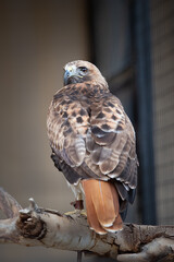 Captive bird in a zoo, red tail hawk sitting on a branch looking back