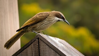 brown honeyeater resting on a department in the beautiful archerfield wetlands queensland