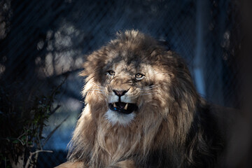 A lion ready to yawn shot at the zoo through the fence on a cool day