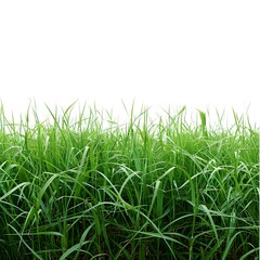 Obraz premium Lush Green Grass Field with Fresh Dew Drops on Blades of Grass