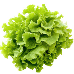 Fresh lettuce isolated on transparent background, PNG