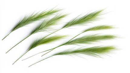 Fototapeta premium Delicate Green Grass Blades Against a Pristine White Background