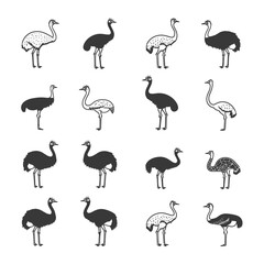 Fototapeta premium A Collection Of Black And White Ostrich Illustrations