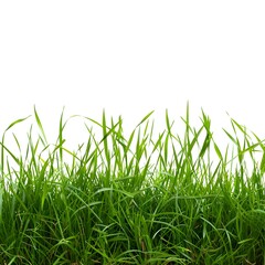 Fototapeta premium Lush Green Grass Against White Background for Natural Design Use