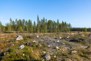 Riesige abgeholzte Waldflächen in Schweden im Jahr 2023	