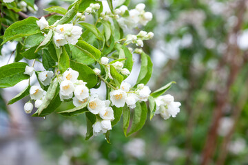 Flowering shrub mock orange, white flowers close-up against the sky.