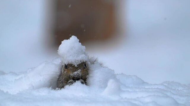 A Squirrel looking for food in the snow after a snowfall in Windsor in Upstate NY on the First day of Winter..  Comical and cute animal doesn't mind the bitter cold.