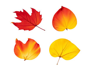 Obraz premium set of autumn leaves