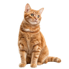 Orange cat sitting isolated on transparent background
