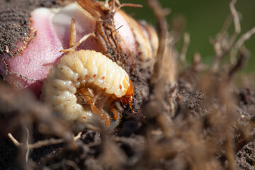 The gardener found flower bulbs damaged by the cockchafer.
