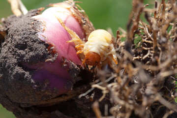 The gardener found flower bulbs damaged by the cockchafer.