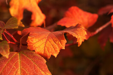 Red yellow leaves ornamental shrubs close-up.