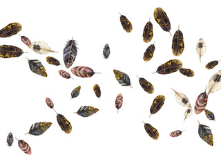 butterflies on white background