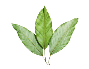 Obraz premium green leaves isolated on white background