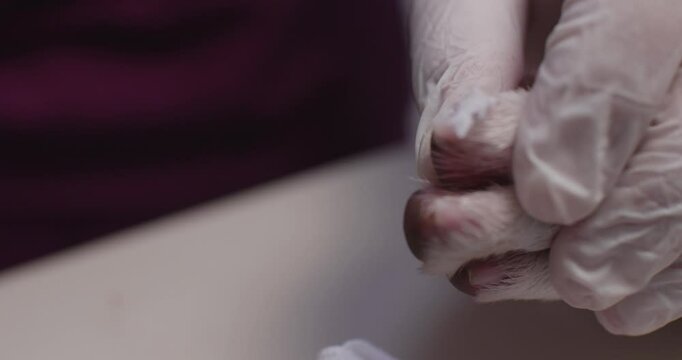 Cryotherapy for a dog's papilloma at a veterinary clinic. A veterinarian performs a cryotherapy procedure by carefully applying liquid nitrogen to a papilloma on a dog's paw using a medical device.