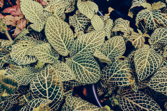 Fittonia Nerve Plant: A Close-Up of Tropical Foliage