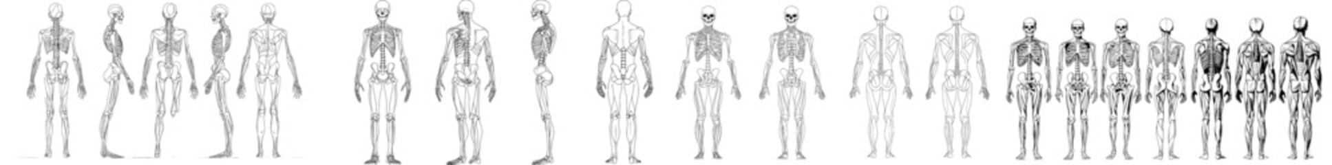 A sketch diagram of the human skeletal system, featuring an isolated anatomy line drawing of the skull and standing skeleton.