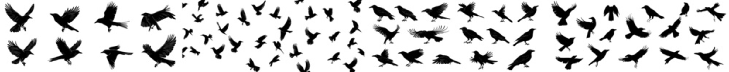 Collection of isolated black crow silhouettes. Ravens and crows, dark bird icons for Halloween clipart. © Andrei