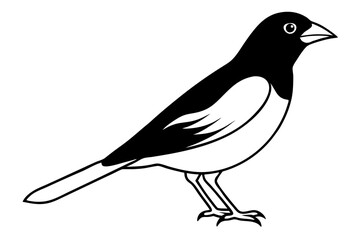 a bobolink bird line art vector illustration