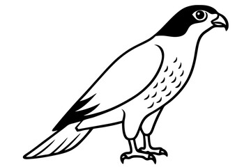  a cooper bird hawk line art vector illustration