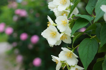 Fototapeta premium flowering tree
