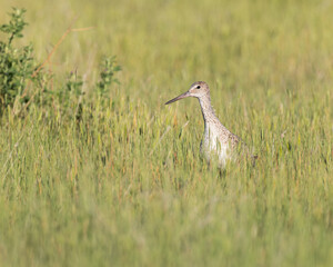 A Willet stands amid lush grasses.