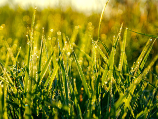The morning dew on the grass leaves